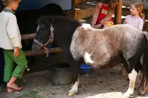 Naturcamping Zum Hexenwäldchen - Pony auf dem Campingplatz