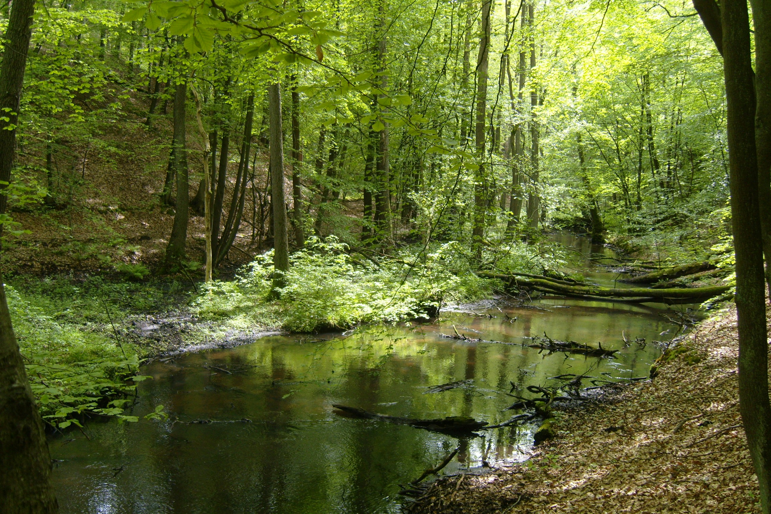 Naturcampingplatz -Großer Treppelsee- - Blick in die Natur