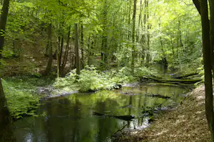 Naturcampingplatz -Großer Treppelsee- - Blick in die Natur