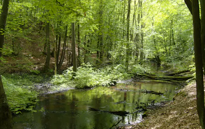 Naturcampingplatz "Großer Treppelsee"