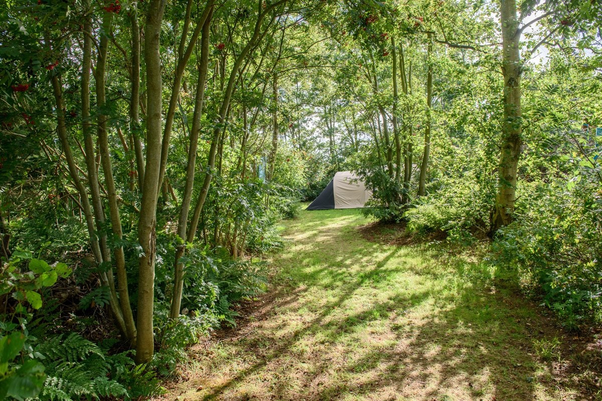 Natuurkampeerterrein Aaster Uiltje - Standplätze im Grünen auf dem Campingplatz