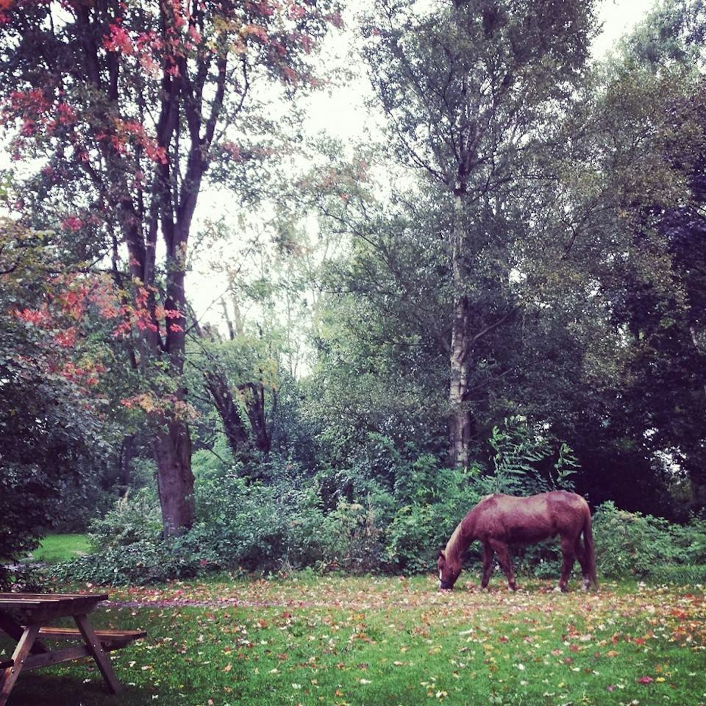 Natuurkampeerterrein De Bekhofschans