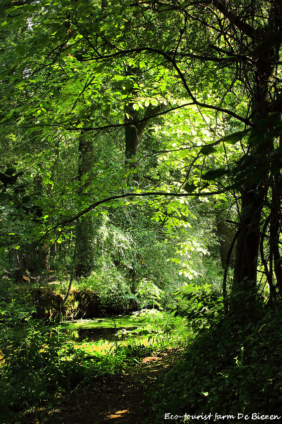 Natuurkampeerterrein De Biezen
