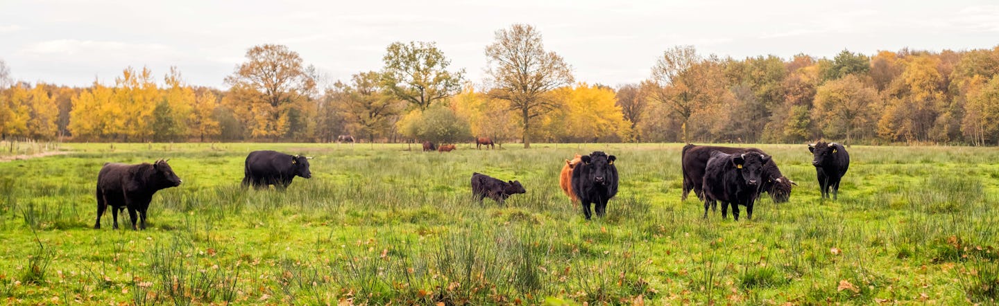 Natuurkampeerterrein De Biezen