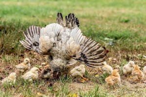 Natuurkampeerterrein De Biezen