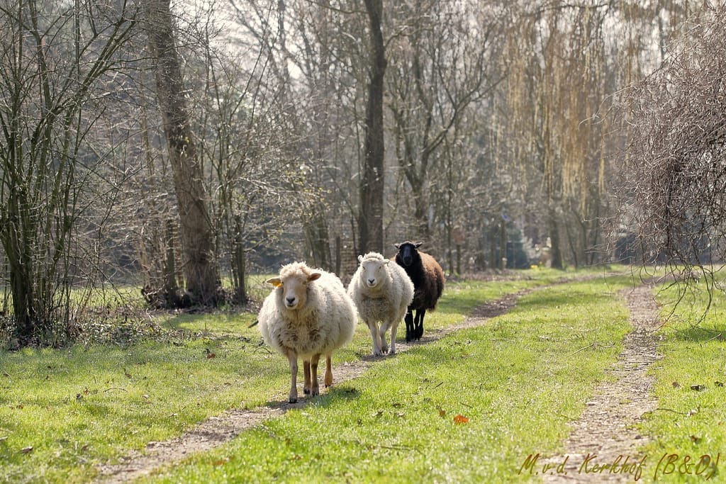 Natuurkampeerterrein De Biezen