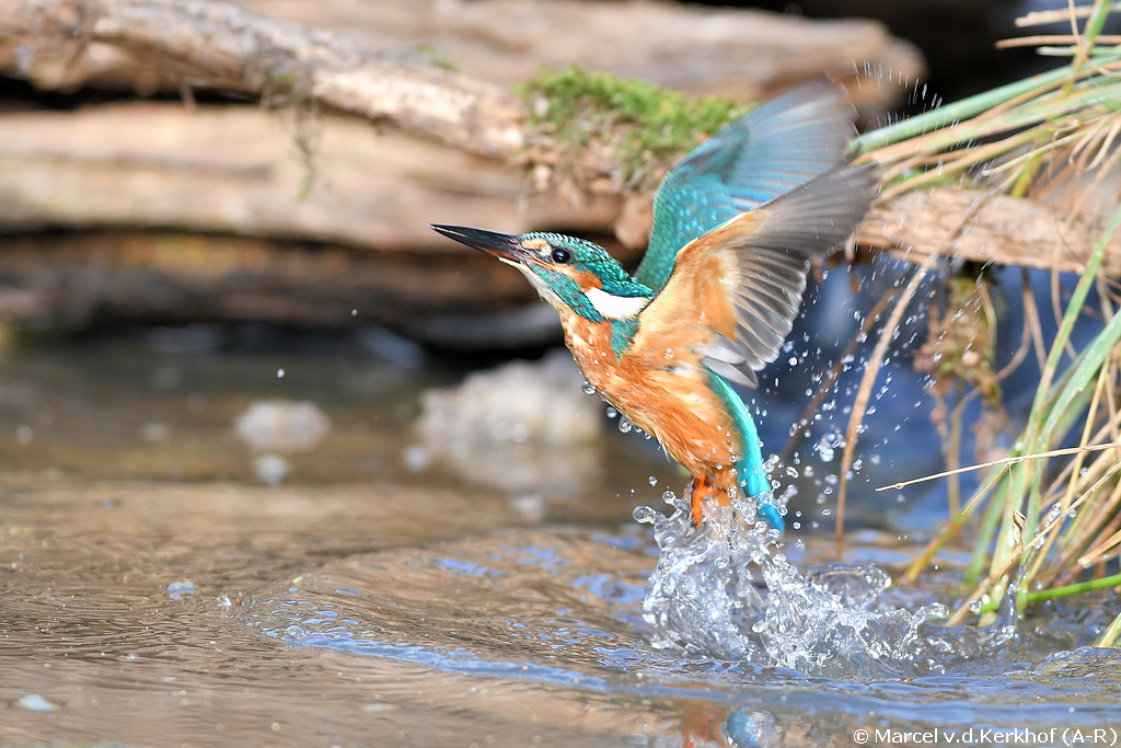 Natuurkampeerterrein De Biezen