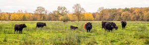 Natuurkampeerterrein De Biezen