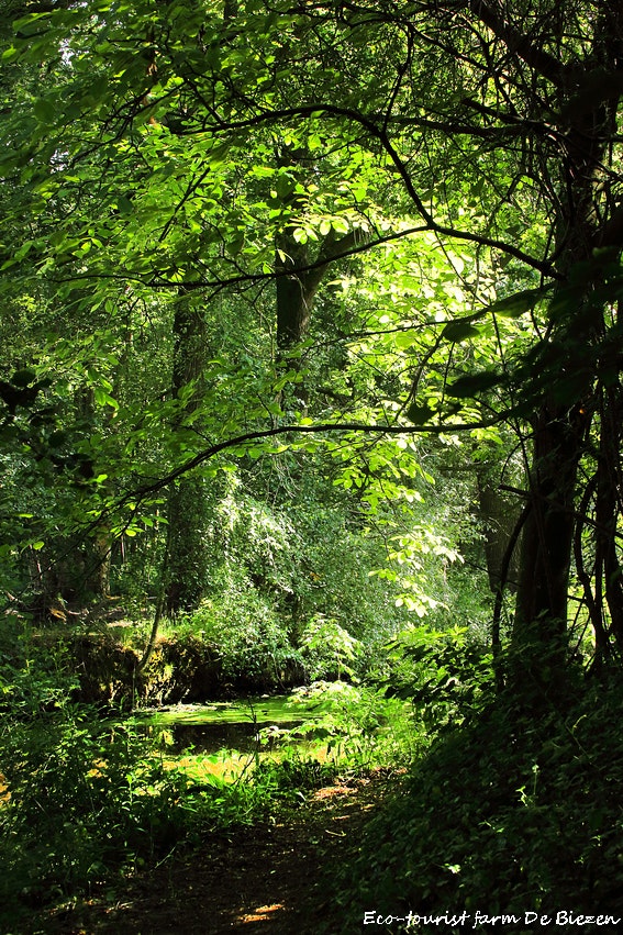 Natuurkampeerterrein De Biezen