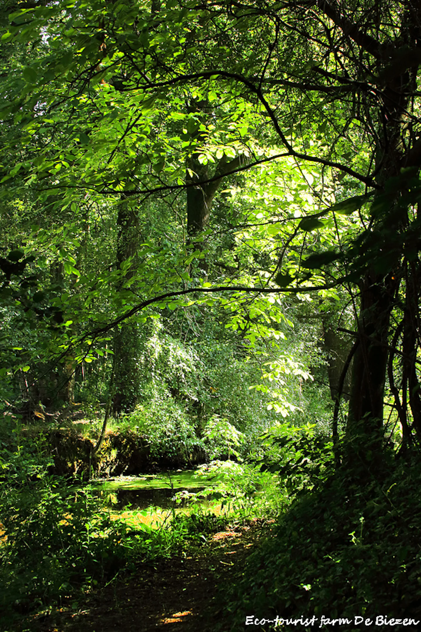 Natuurkampeerterrein De Biezen