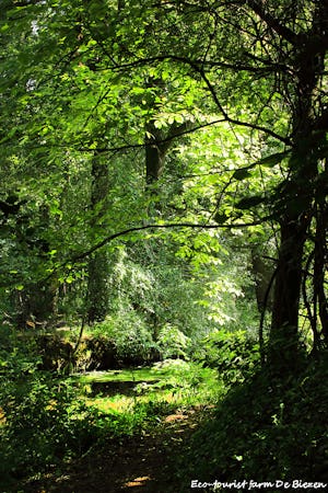 Natuurkampeerterrein De Biezen