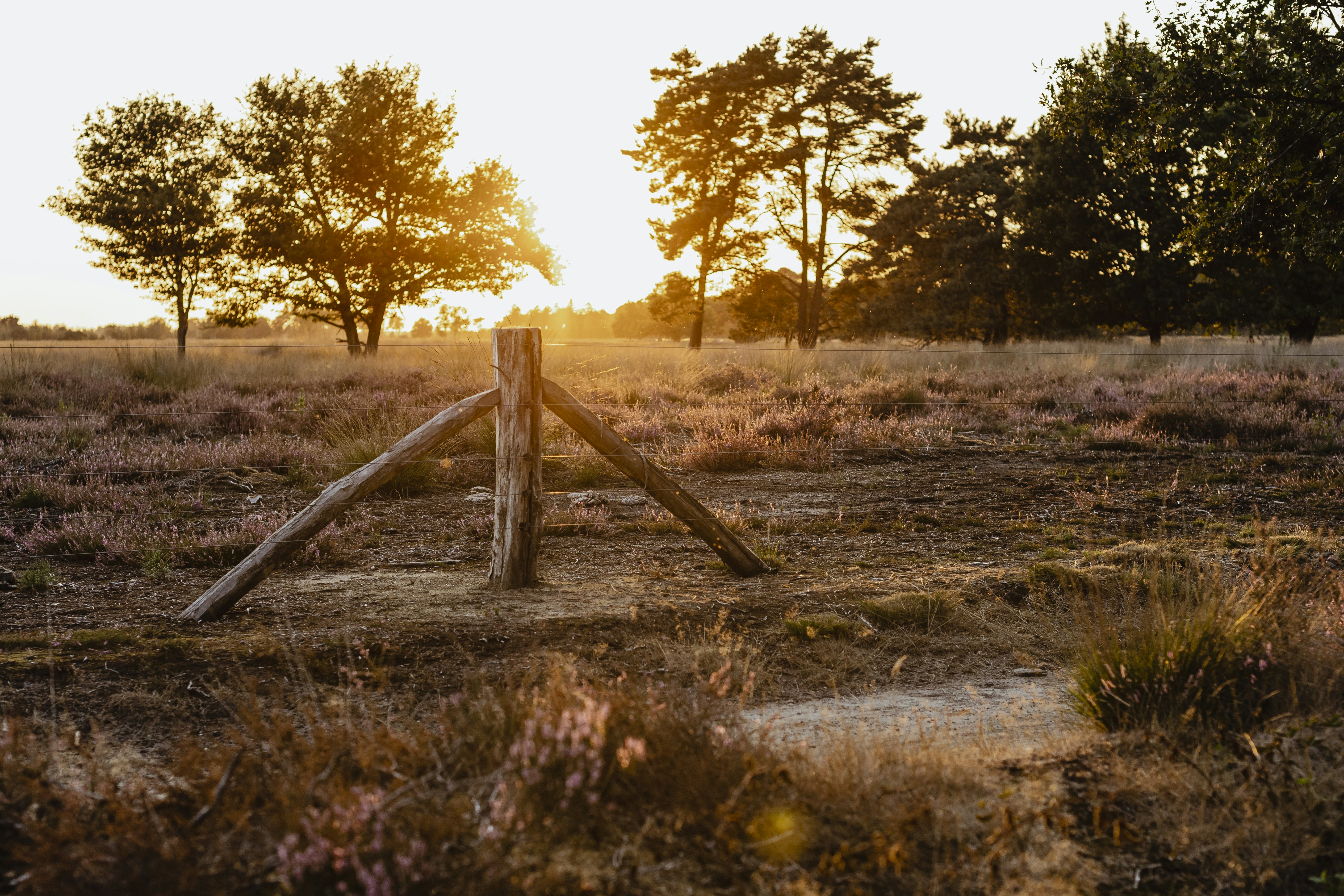 Sind Hunde auf Natuurkampeerterrein De Lier erlaubt?