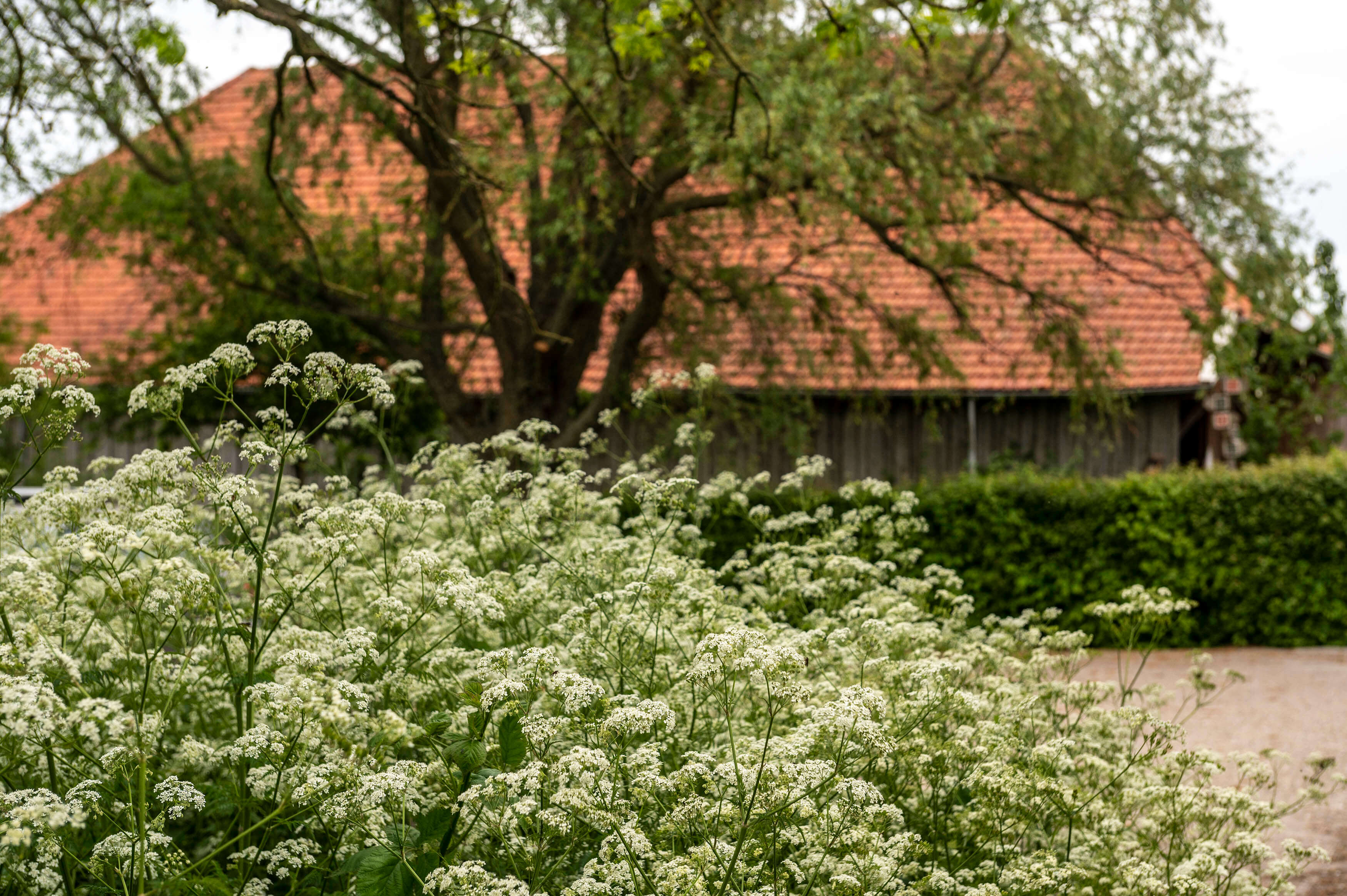 Natuurkampeerterrein De Rode Kapschuur
