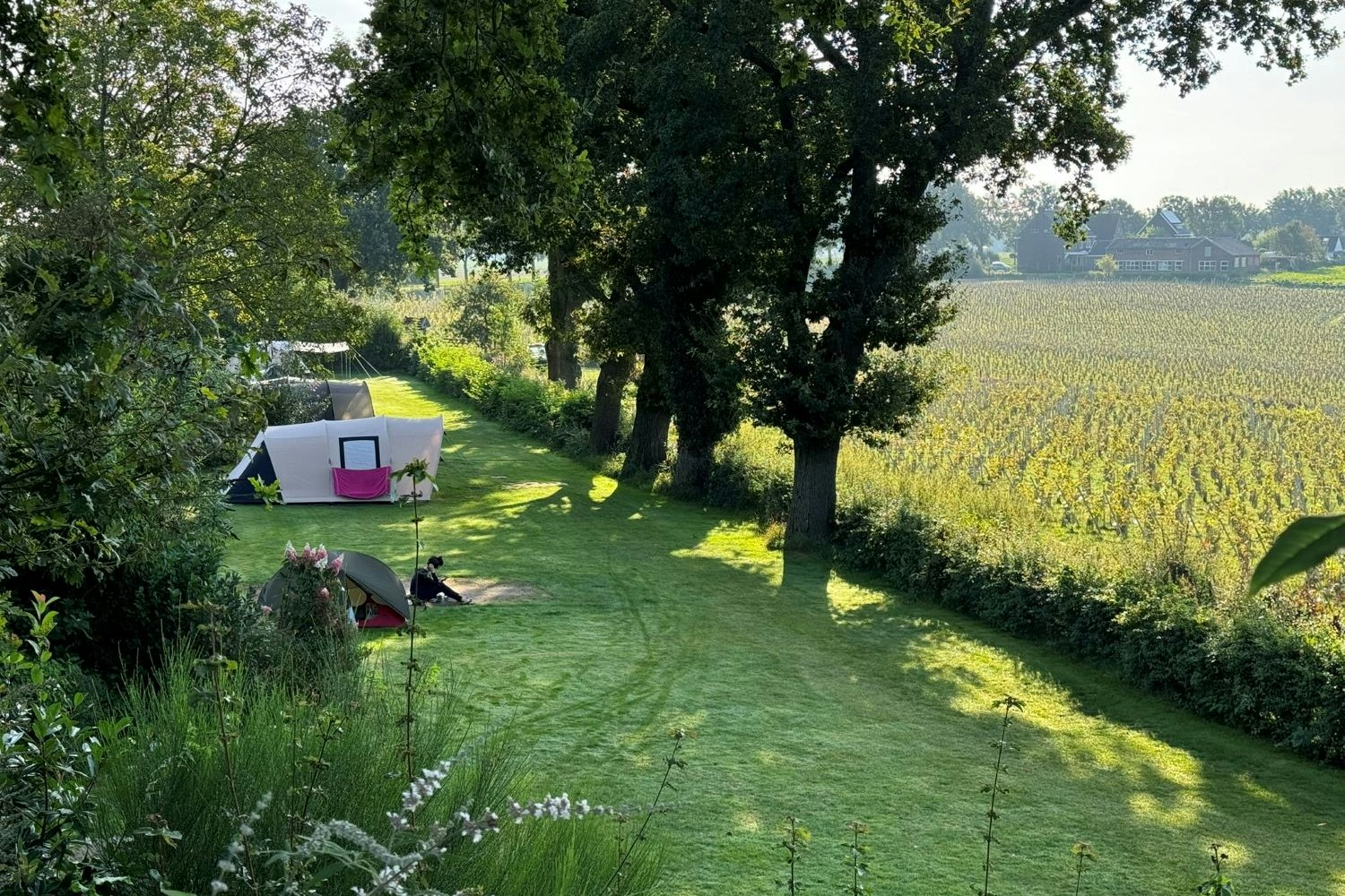 Natuurkampeerterrein Hoeve Krekelberg - Standplatzwiese auf dem Campingplatz