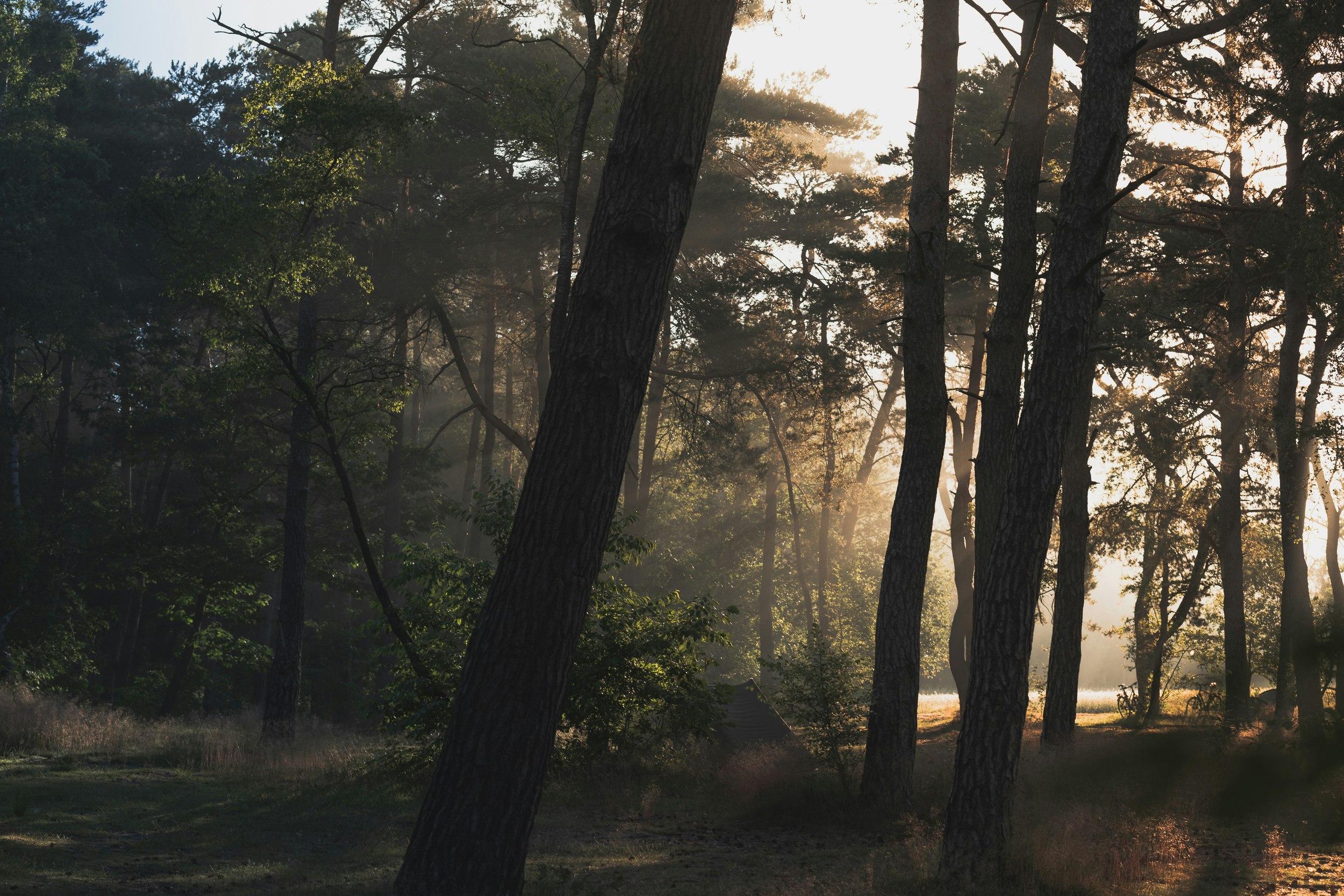 Natuurkampeerterrein Landgoed Quadenoord - Blick auf die Zeltplätze zwischen den Bäumen