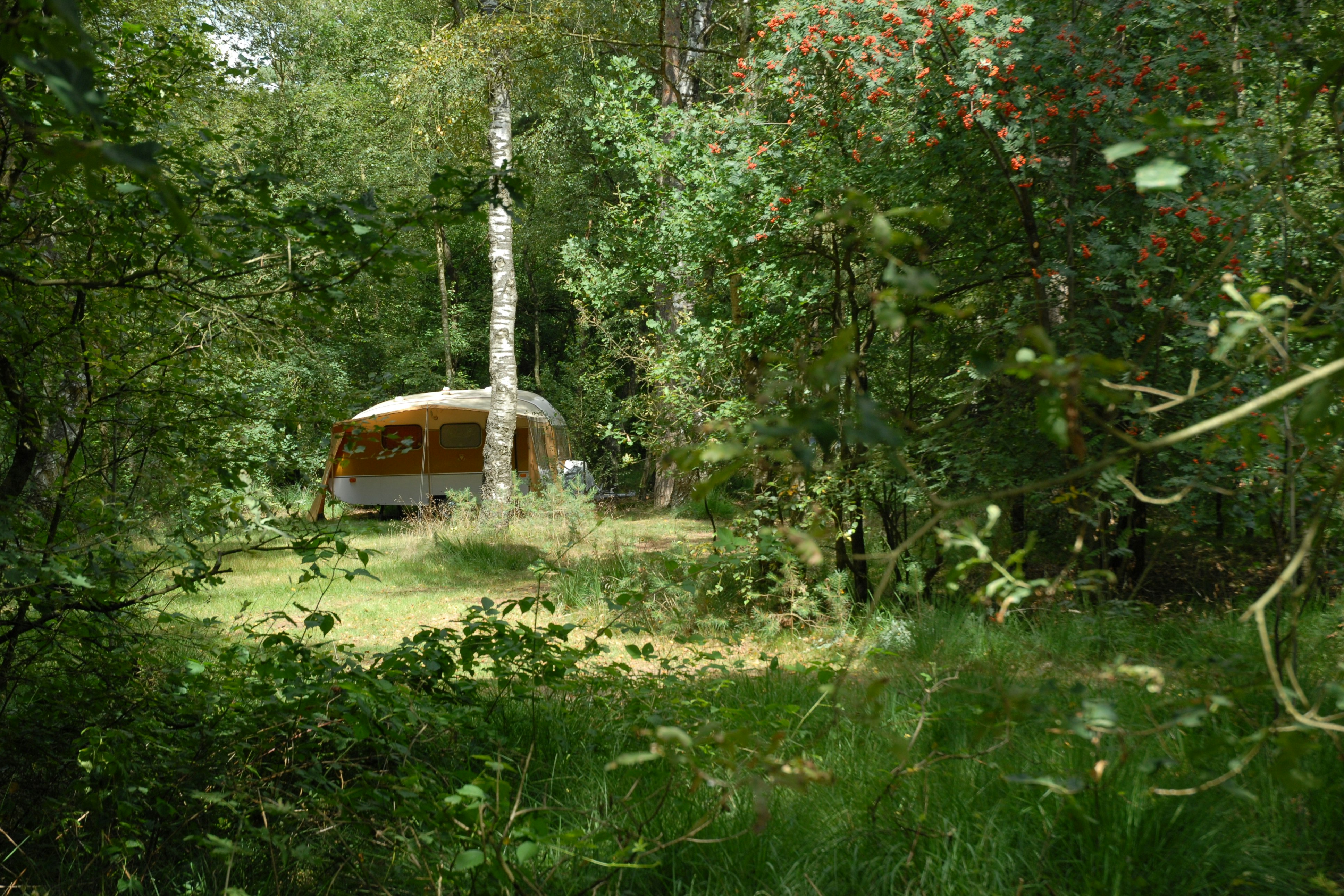 Natuurkampeerterrein Landgoed Vilsteren - Standplätze im Grünen auf dem Campingplatz