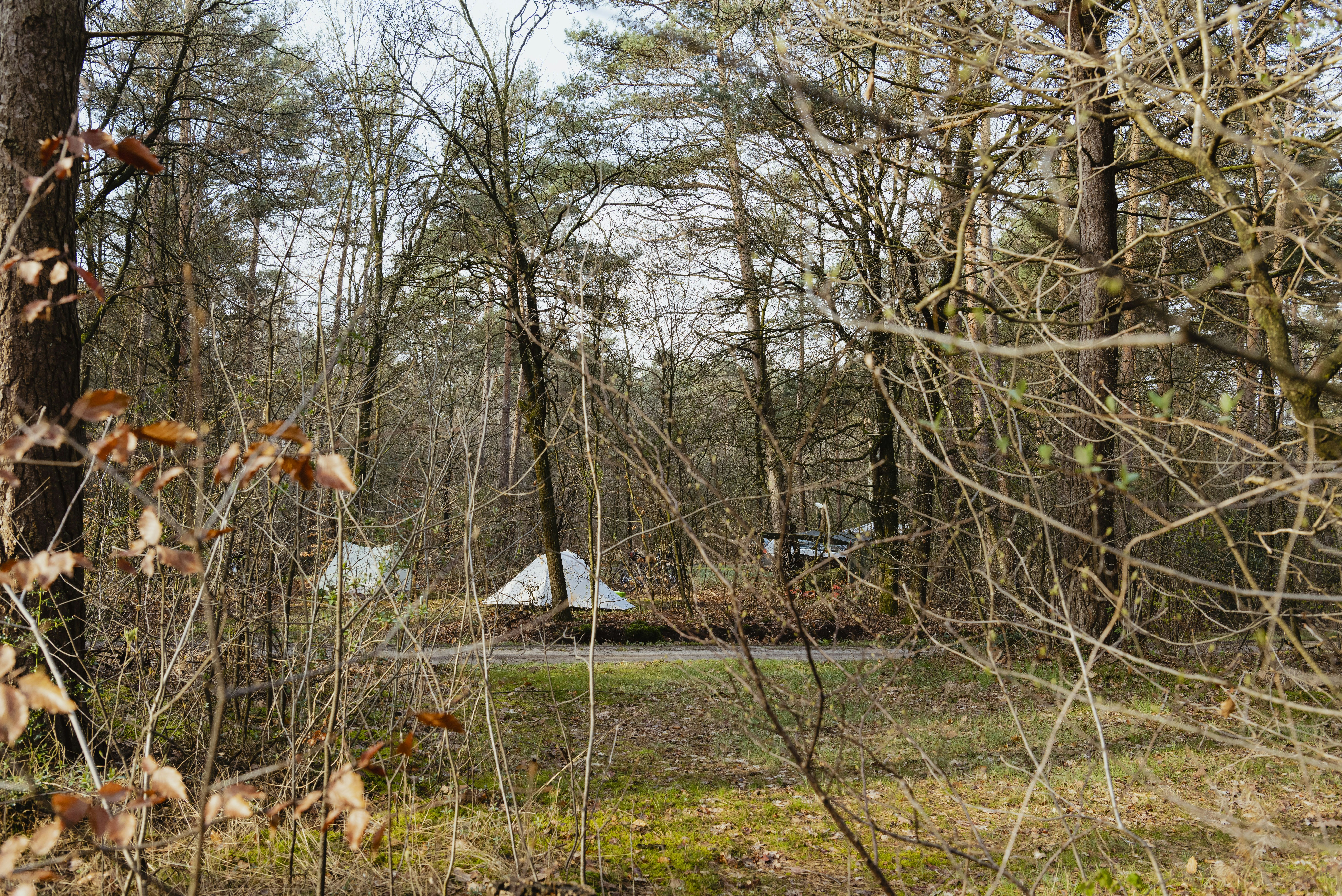 Natuurkampeerterrein Landgoed Vilsteren - Zeltplätze zwischen den Bäumen auf dem Campingplatz
