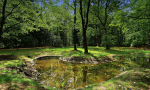 Natuurkampeerterrein Mariahoeve