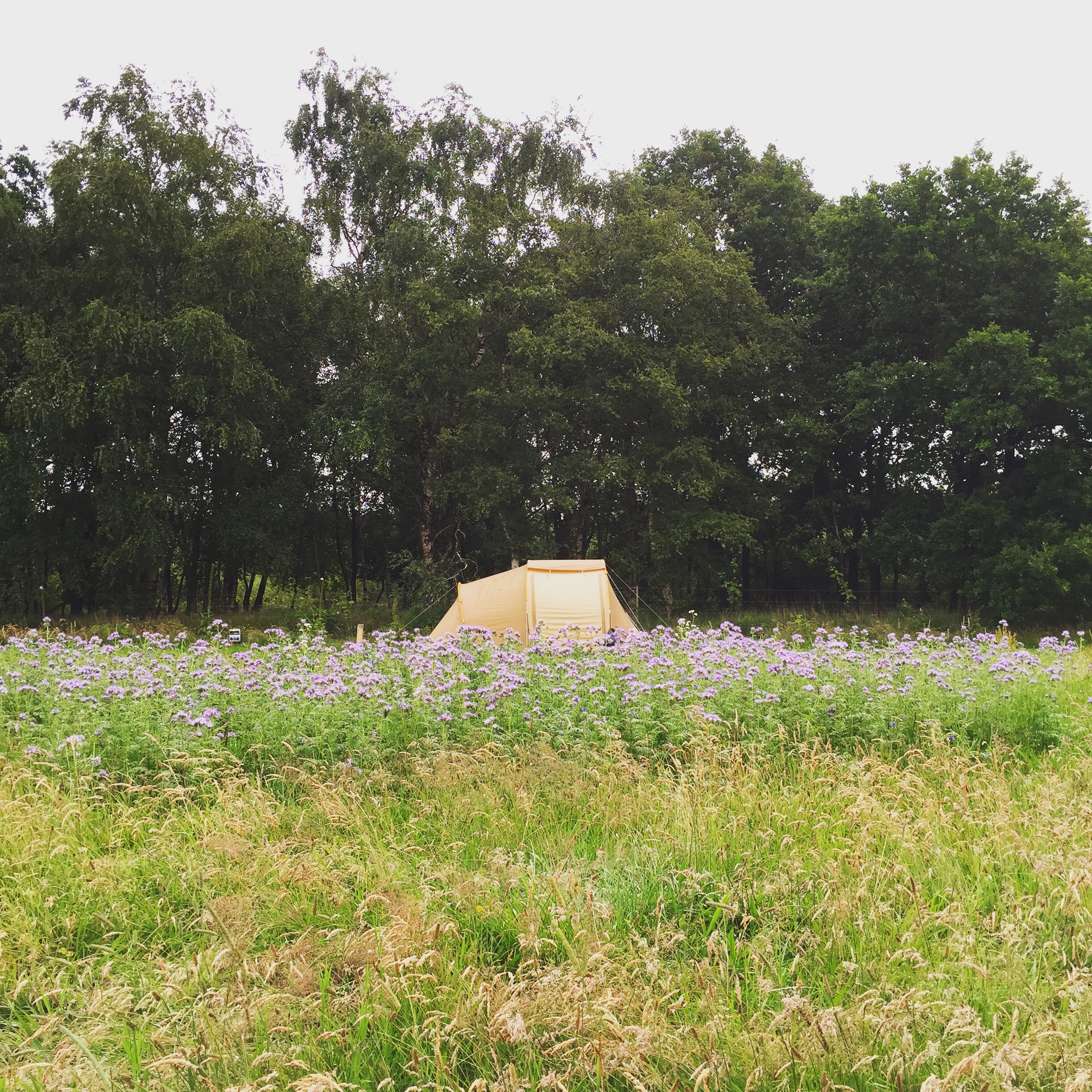 Natuurkampeerterrein Voscheheugte