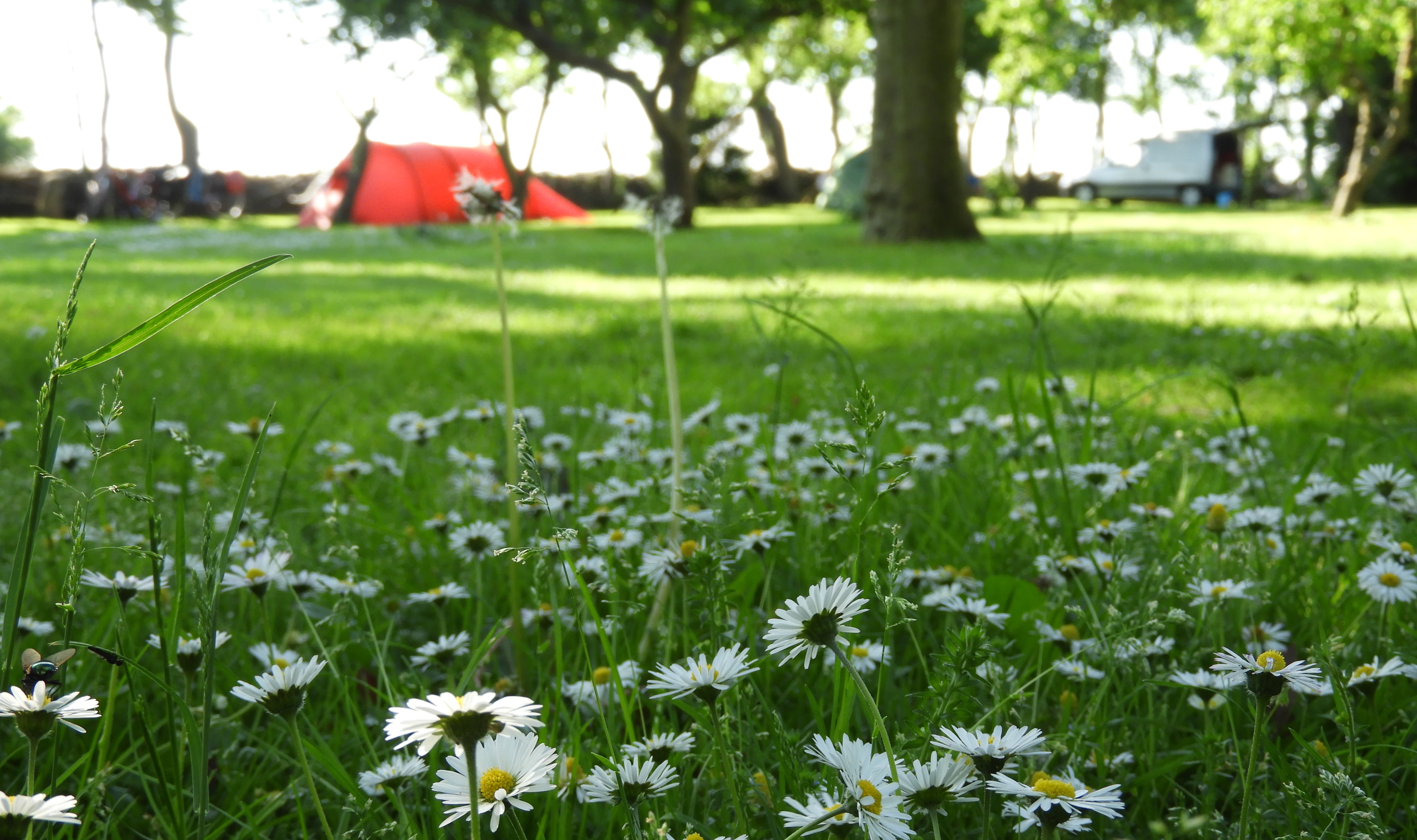 Natuurkampeerterrein Wildemansheerd