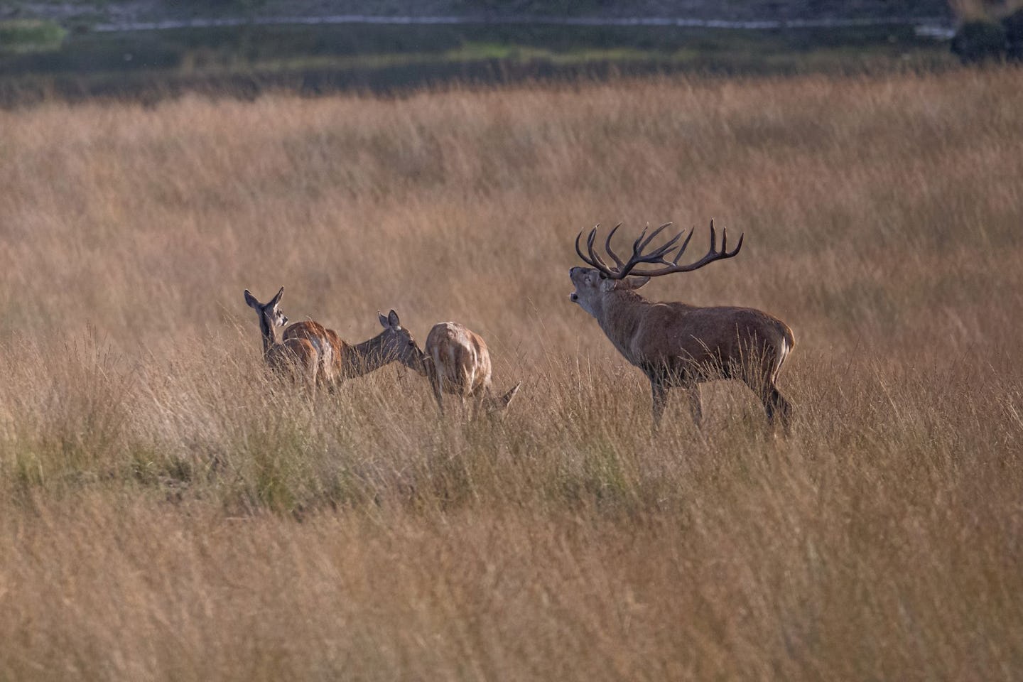 Natuurkampeerterrein Zegenoord