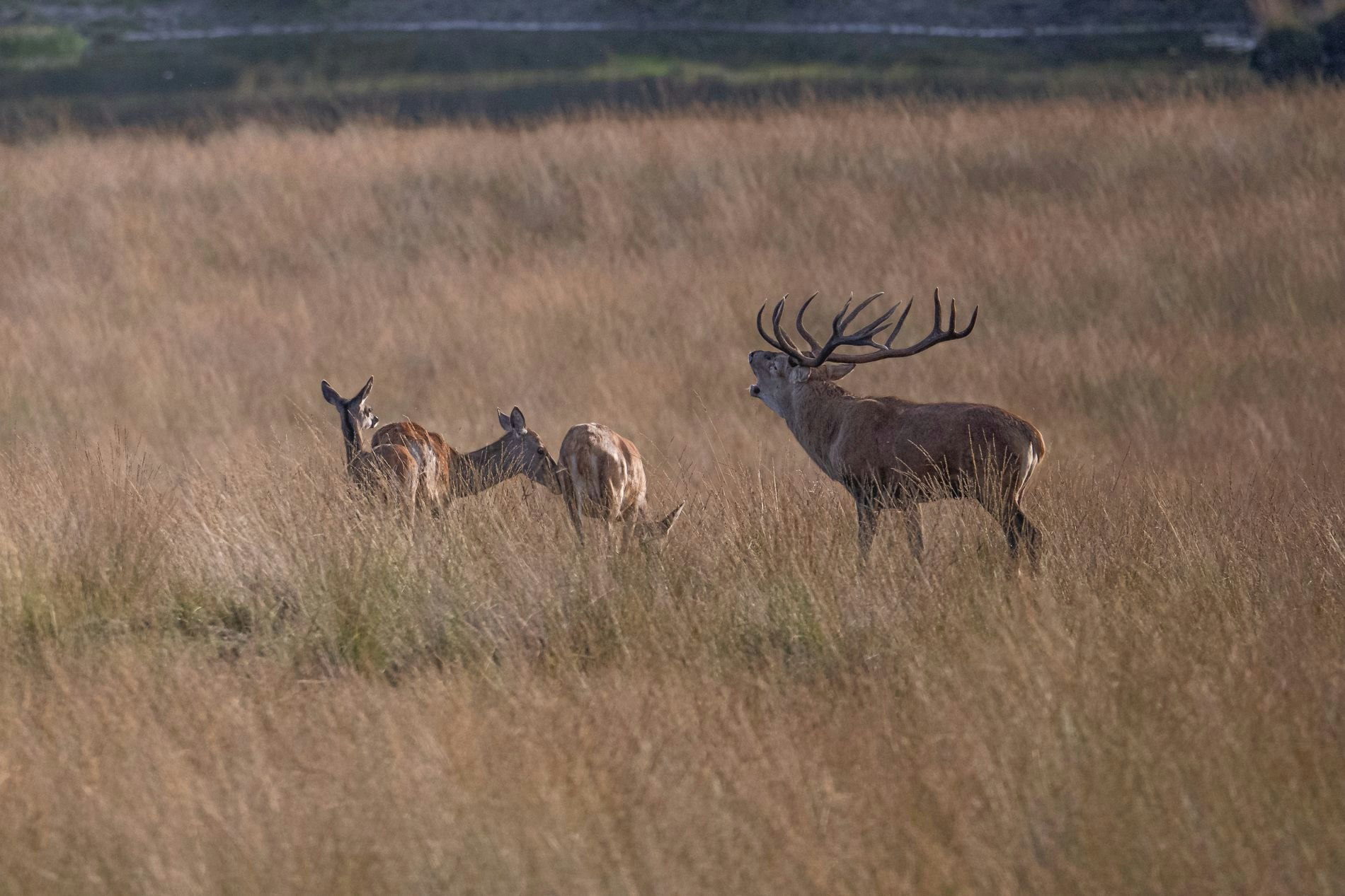 Natuurkampeerterrein Zegenoord