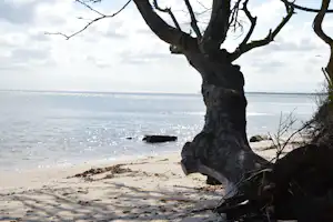 Baumstamm am Strand mit Blick auf das Wasser, Kiesel und Treibgut am Ufer.