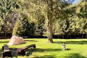 Zelt auf einer grünen Campingwiese, daneben eine Holzbänke und ein Hund vor hohen Nadelbäumen.