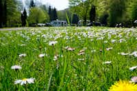 Odenwald-Camping-Park - Stellplätze mit Blumen