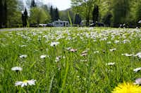 Odenwald-Camping-Park - Stellplätze mit Blumen
