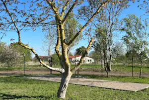 Großer Baum mit weit ausladenden Ästen vor einem Campinggelände, dahinter Zaun, Gebäude und Kiesweg.
