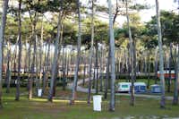 Camping ORBITUR São Pedro de Moel - Stellplätze zwischen Bäumen auf dem Campingplatz