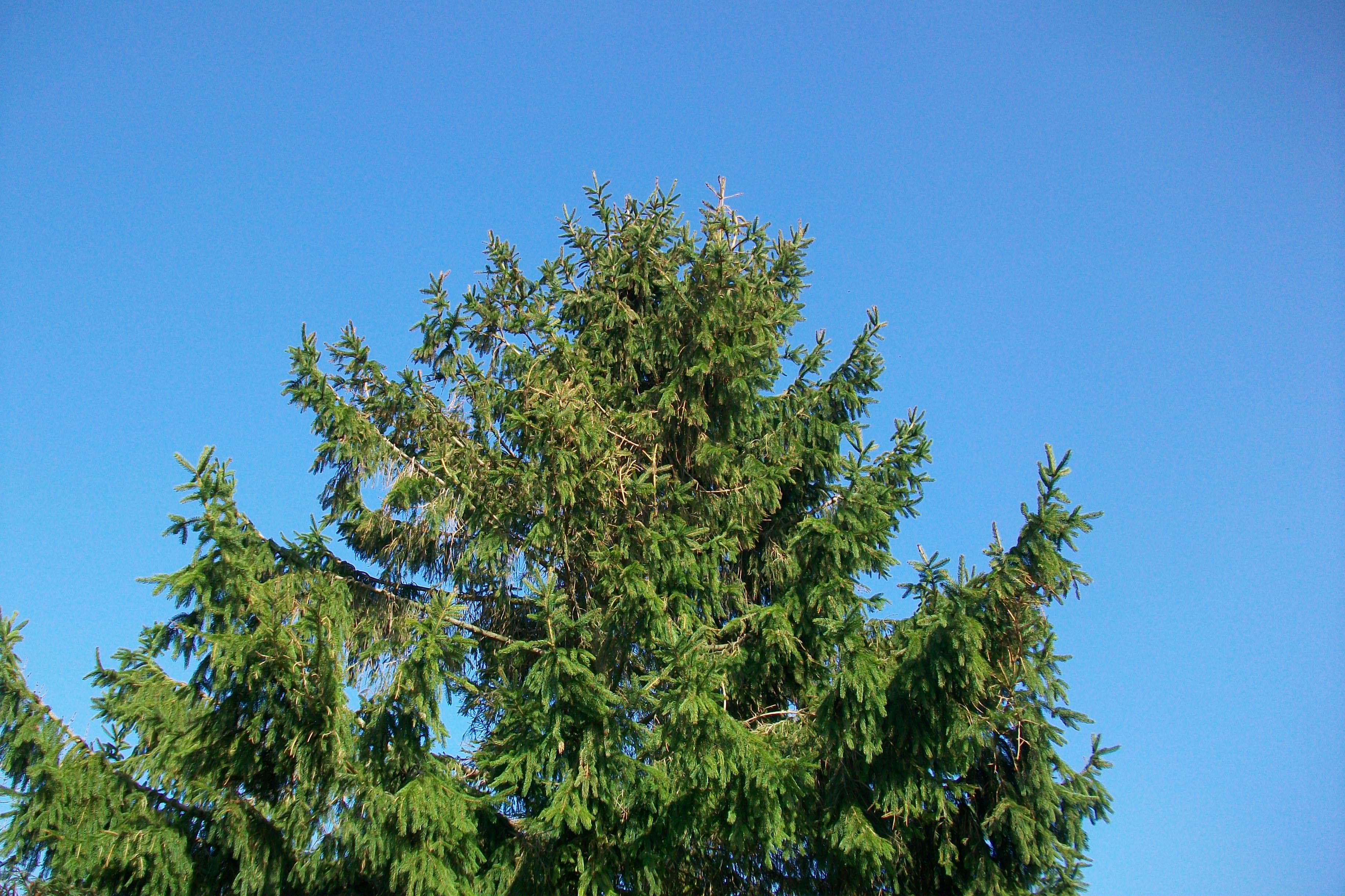 Orchard View Caravan and Camping Park