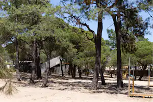 Schatten spendende Olivenbäume auf einem Campingplatzweg, mit Schildern und Zäunen zwischen den Bäumen.