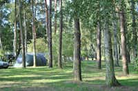 Ostseecamp Dierhagen - Zeltplatz in einem Waldstück auf dem Campingplatz