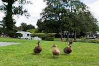 Oxon Hall Touring Park -  Enten und Wohnwagenstellplätze im Grünen auf dem Campingplatz