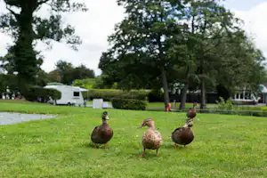 Oxon Hall Touring Park - Enten und Wohnwagenstellplätze im Grünen auf dem Campingplatz
