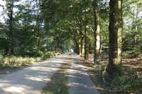 Parkcamping De Graafschap  - Wald in der Nähe vom Campingplatz