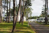 Parque de Campismo De Luso - Wohnwagen- und Zeltstellplatz  zwischen Bäumen