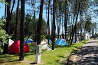 Parque de Campismo De Luso - Zeltwiese zwischen Bäumen
