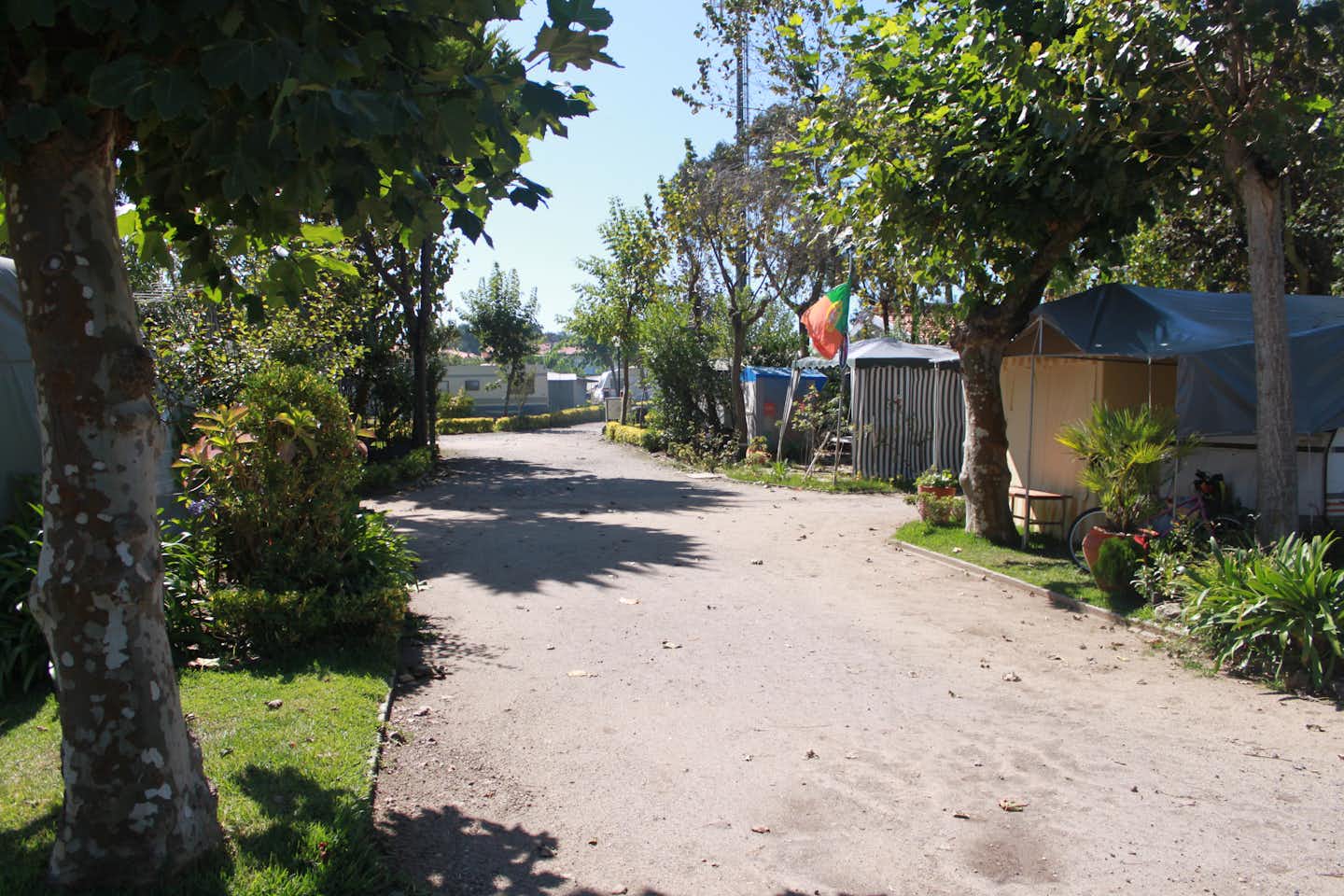 Parque de Campismo de Vila Chã  - Gehweg entlang der Stellplätze zwischen Bäumen