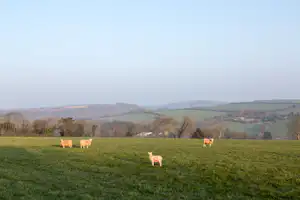 Schafe auf einer grünen Weide vor bewaldeten Hügeln und einem weiten Tal unter blauem Himmel.