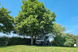 Wohnmobil auf dem Campingplatz unter einem großen Baum, mit Zeltstangen und Wiese im Vordergrund.