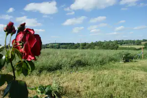 Rote Rose im Vordergrund auf einer Campingwiese, dahinter Felder und ein grüner Hügel unter blauem Himmel.