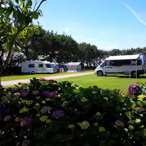 Wohnmobile auf einem Campingplatz, umgeben von Rasen und blühenden Hortensien, mit Bäumen und einem Weg im Hintergrund.