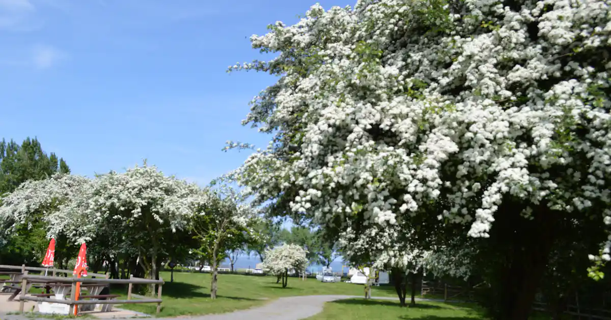 Priory Hill Holiday Park photo 5