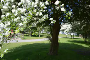 Priory Hill Holiday Park - Stellplatz vom Campingplatz unter Bäumen