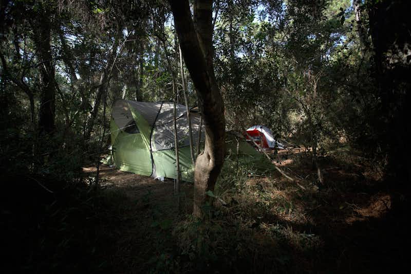 PuntAla Camping Resort  -  Zeltstellplatz unter Bäumen auf dem Campingplatz