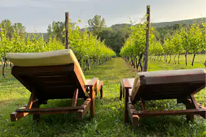 Purple Eye Estate – Camp & Winery - Liegestühle an den Weinreben