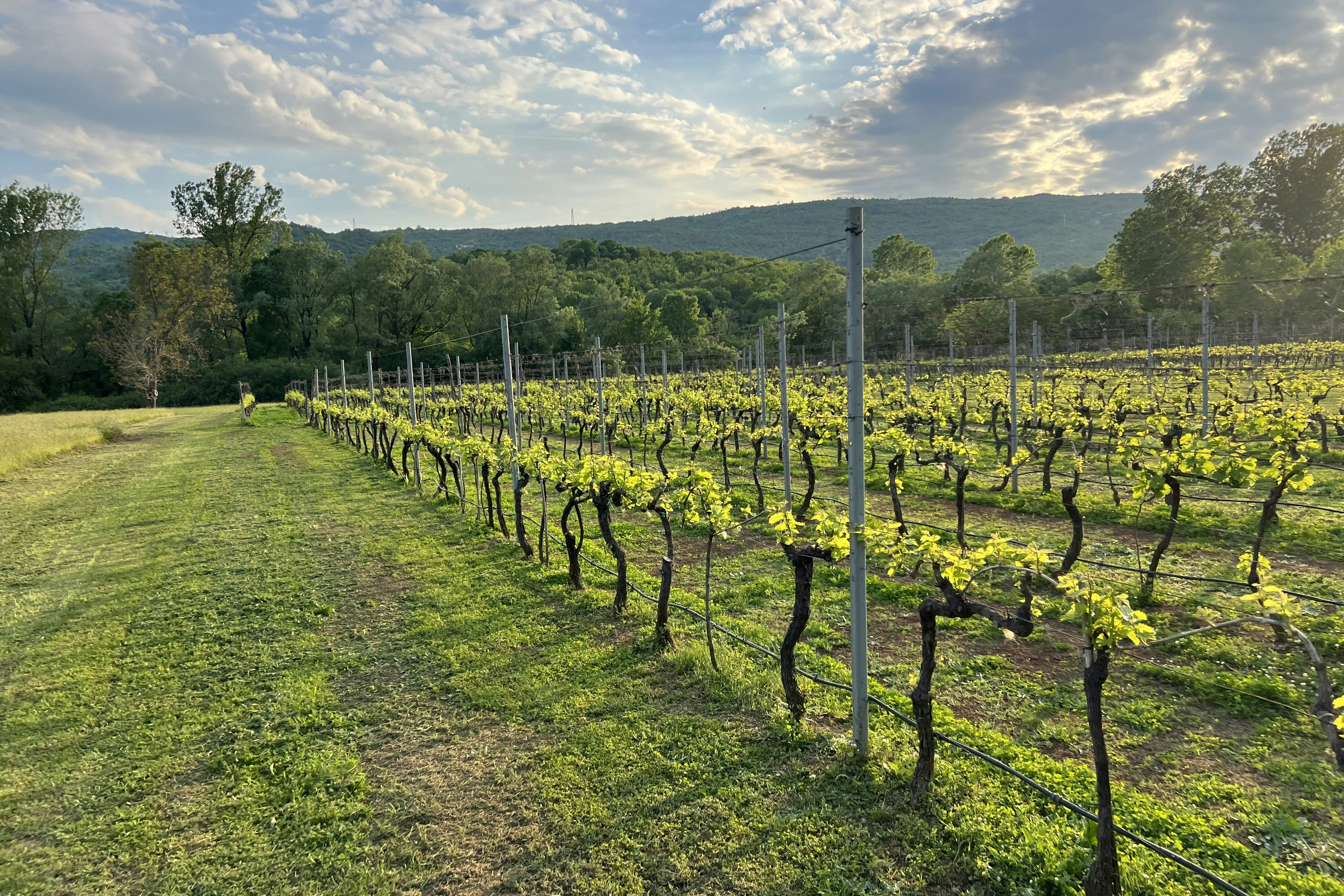 Purple Eye Estate – Camp & Winery - Weinreben auf dem Campingplatz